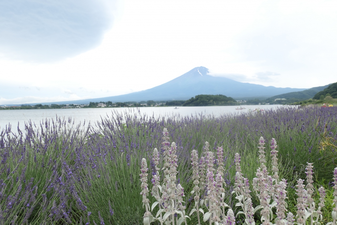 梅雨の河口湖 伊豆 Vol 16 大石公園 ラベンダーと初夏の花々 富士五湖 山梨県 の旅行記 ブログ By コトルさん フォートラベル