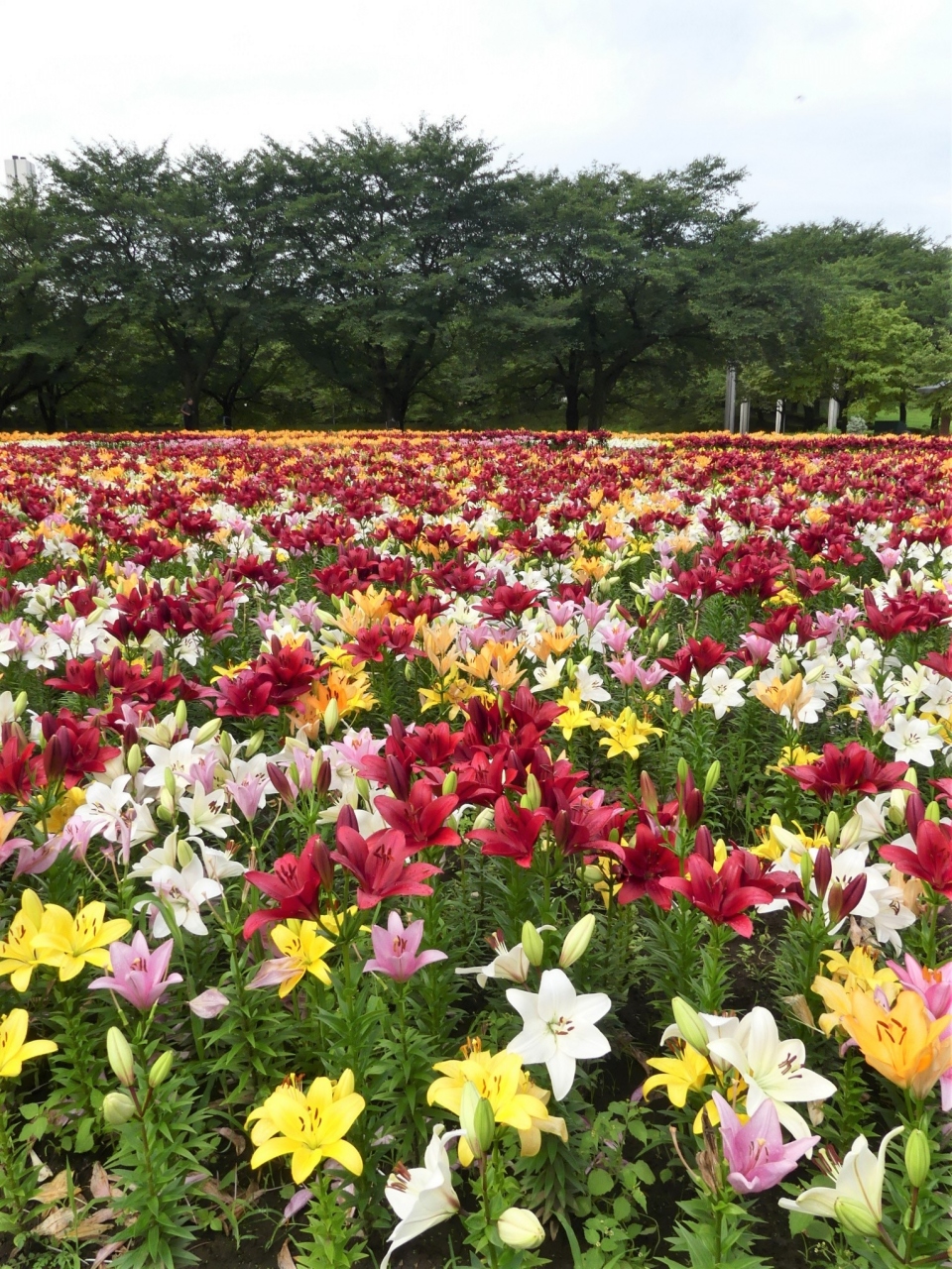 深谷グリーンパーク のユリ 2 ５色咲き揃って最盛期 見頃です 埼玉県 深谷市 深谷 寄居 埼玉県 の旅行記 ブログ By Minamicazeさん フォートラベル