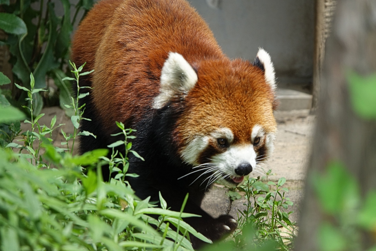 旭山動物園 旭山に来てまだ５ヶ月 素晴らしい大仕事を成し遂げてくれたプーアル君 おチビちゃんに会いに年内の再訪決定です 旭川 北海道 の旅行記 ブログ By Jilllucaさん フォートラベル