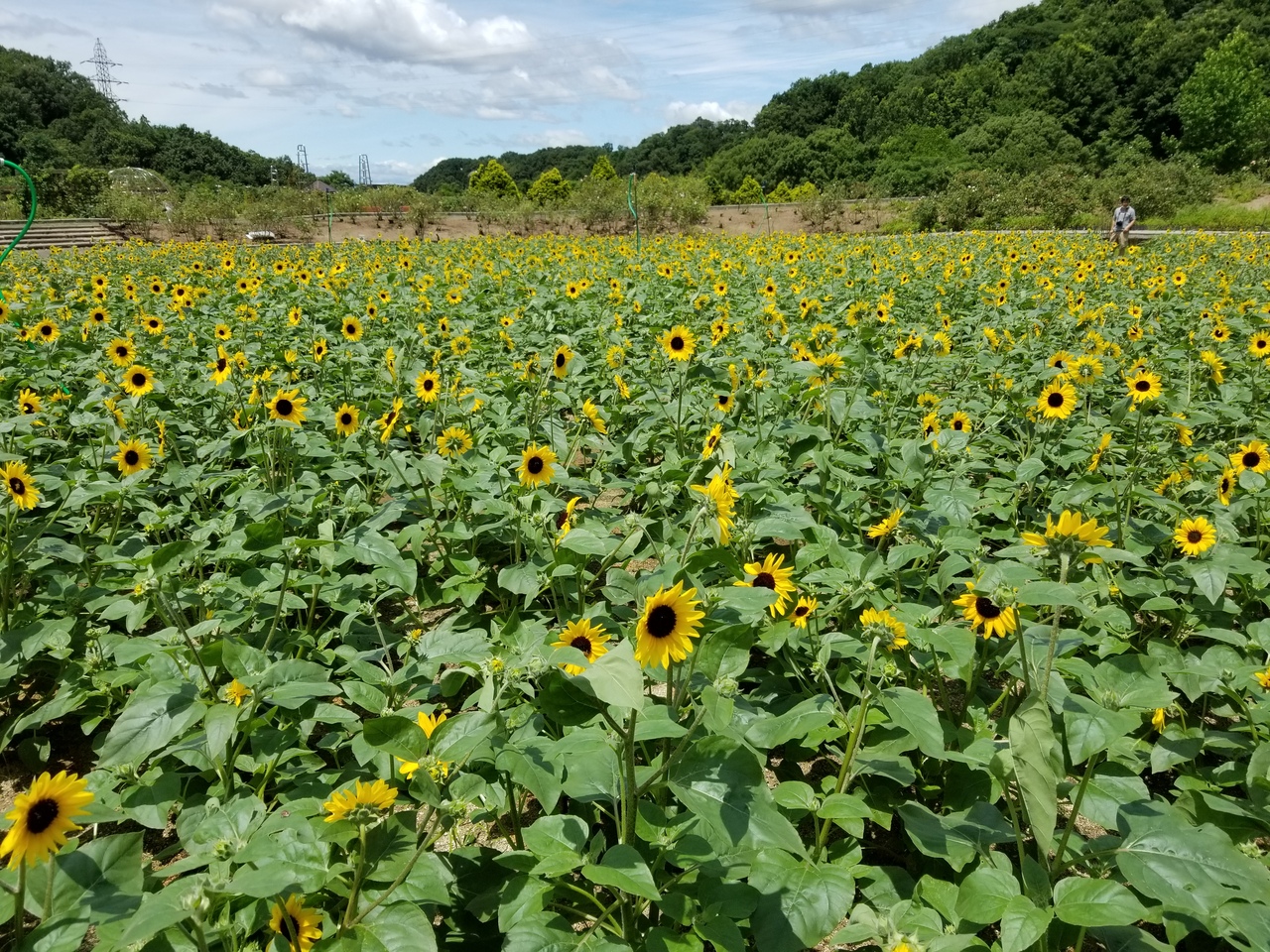 雨の間でお散歩 花フェスタ他 可児 岐阜県 の旅行記 ブログ By ハートネッツさん フォートラベル 雨の間でお散歩 花フェスタ他 可児 岐阜県 の旅行記 ブログ By ハートネッツさん フォートラベル