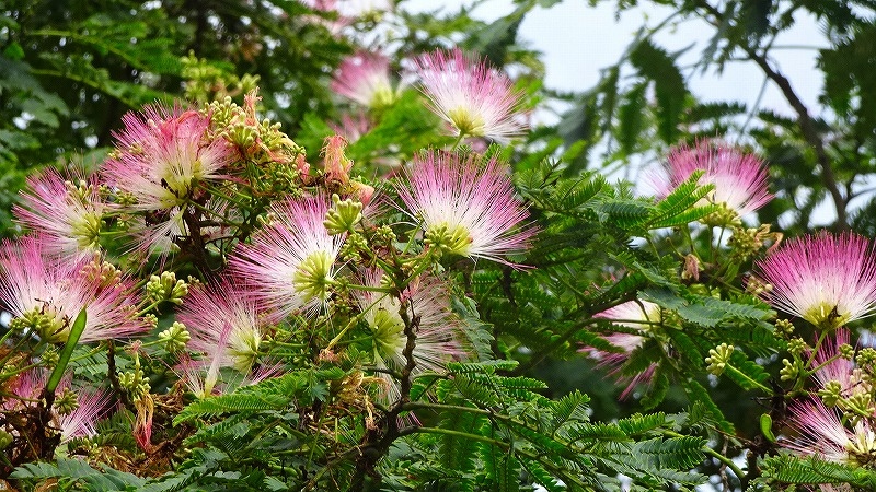 梅雨の合間に 昆陽南公園に咲く花を見に行きました その4完 伊丹 兵庫県 の旅行記 ブログ By Hn11さん フォートラベル 梅雨の合間に 昆陽南公園に咲く花を見に行きました その4完 伊丹 兵庫県 の旅行記 ブログ By Hn11さん フォートラベル