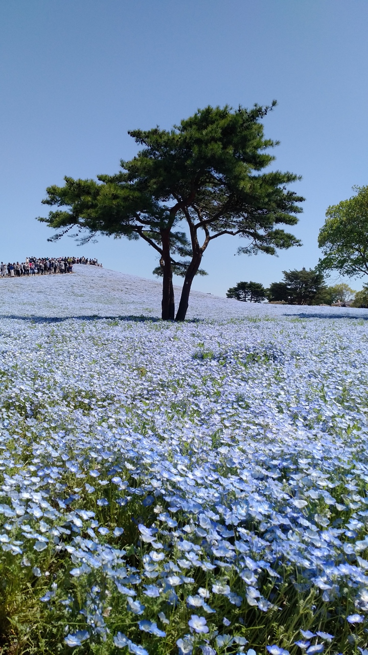 北東北から北関東縦断 桜とネモフィラと藤の花 その3 栃木茨城編 茨城県の旅行記 ブログ By 温泉旅人さん フォートラベル 北東北から北関東縦断 桜とネモフィラと藤の花 その3 栃木茨城編 茨城県の旅行記 ブログ By 温泉旅人さん フォートラベル