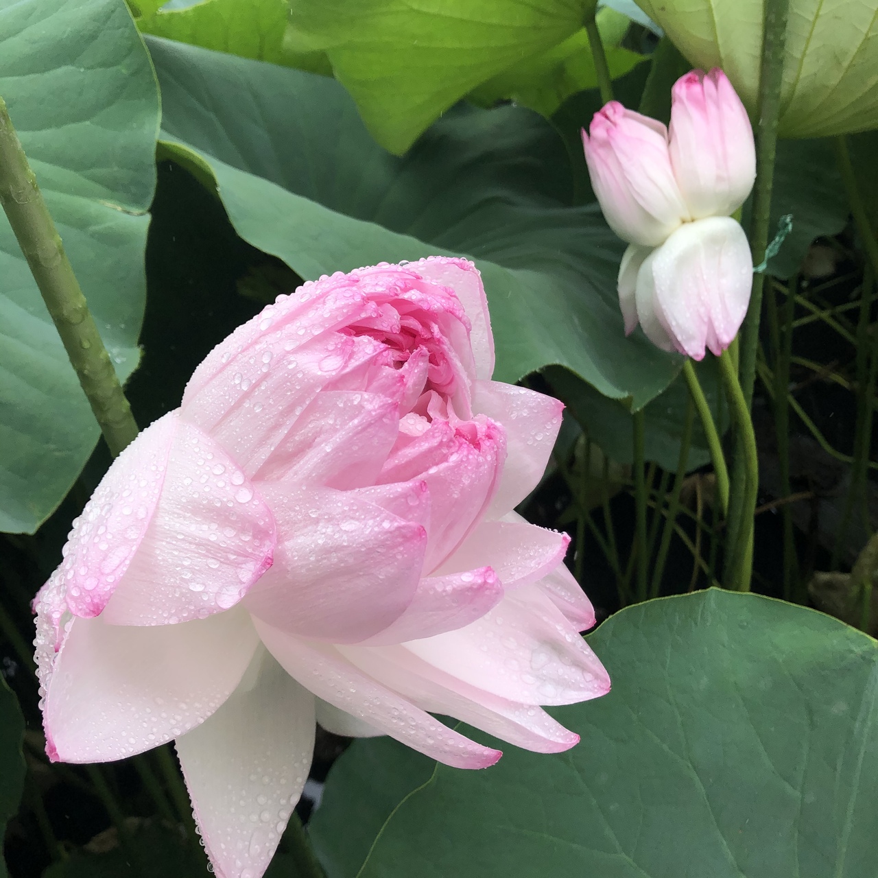 こんな蓮があったんだ 近江妙蓮 数千枚の花びらを押し広げる稀種 守山 滋賀県 の旅行記 ブログ By ひやしたぬきさん フォートラベル