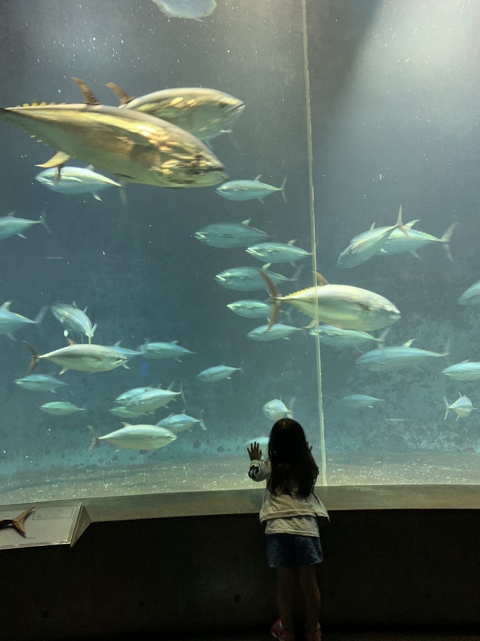 入場制限中の東京葛西臨海水族園 葛西 東京 の旅行記 ブログ By イチさん フォートラベル 入場制限中の東京葛西臨海水族園 葛西 東京 の旅行記 ブログ By イチさん フォートラベル
