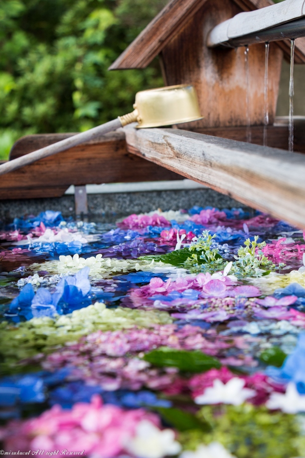 彩りが素晴らしい花手水の豊景神社 郡山 福島県 の旅行記 ブログ By Mirukuさん フォートラベル 彩りが素晴らしい花手水の豊景神社 郡山 福島県 の旅行記 ブログ By Mirukuさん フォートラベル