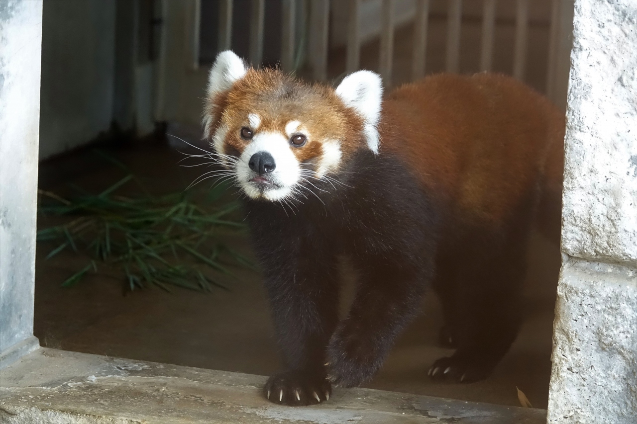 秋吉台自然動物公園サファリランド 正統派レサパン顔の多い秋吉台で独特の存在感を見せる雷雷君 福岡市動物園の新レサパン舎偵察 秋吉台 山口県 の旅行記 ブログ By Jilllucaさん フォートラベル