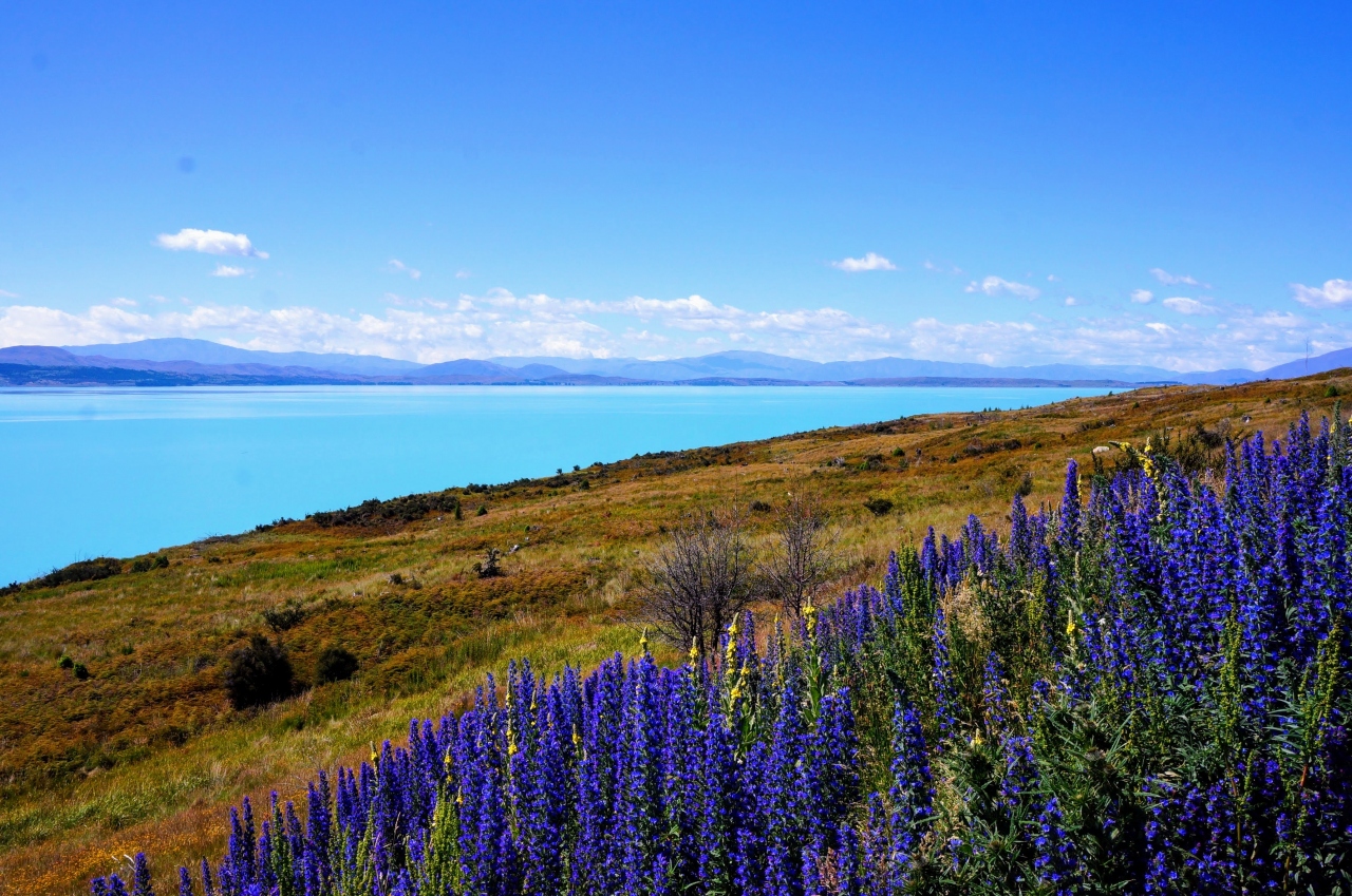 ニュージーランド 南島 ルピナス街道 キーア ポイント ウォークとプカキ湖 アオラキ マウントクック国立公園周辺 ニュージーランド の旅行記 ブログ By Black7さん フォートラベル