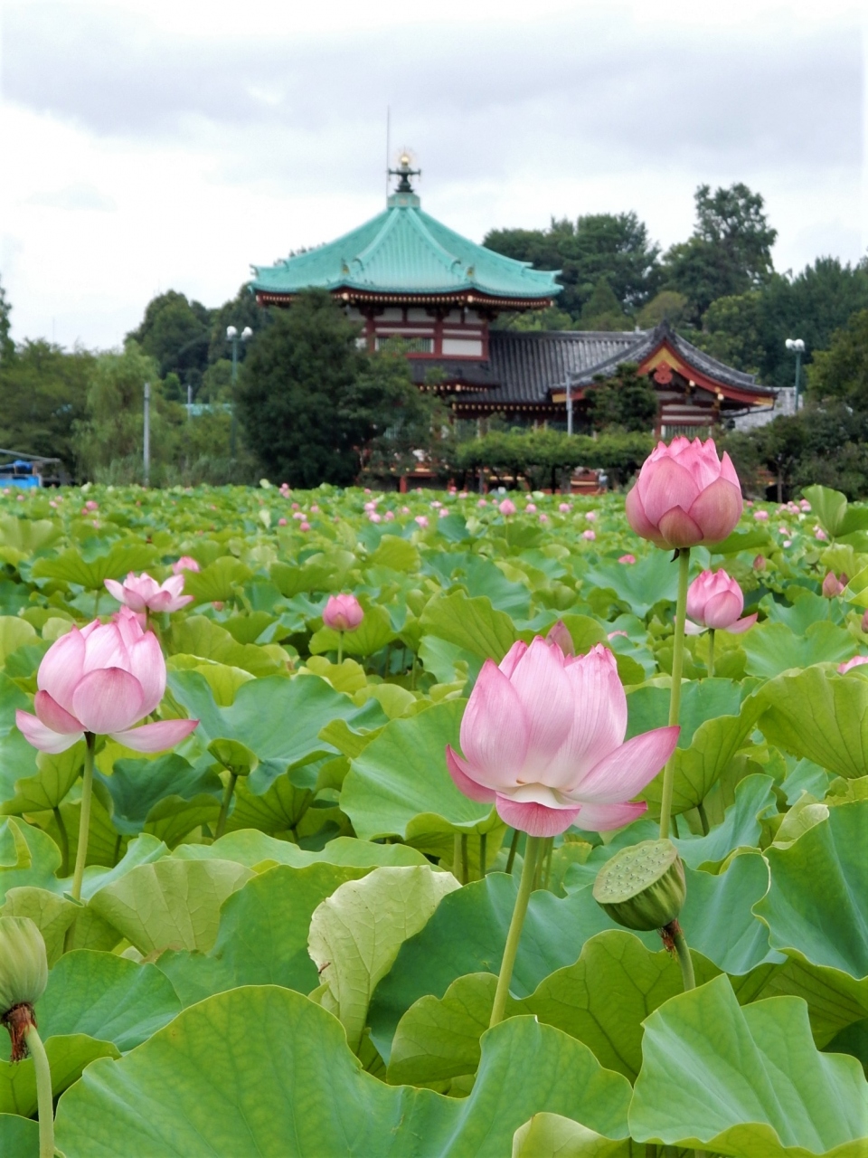 ハスの花咲く 上野不忍池 さんぽ 上野 御徒町 東京 の旅行記 ブログ By 旅姿さん フォートラベル