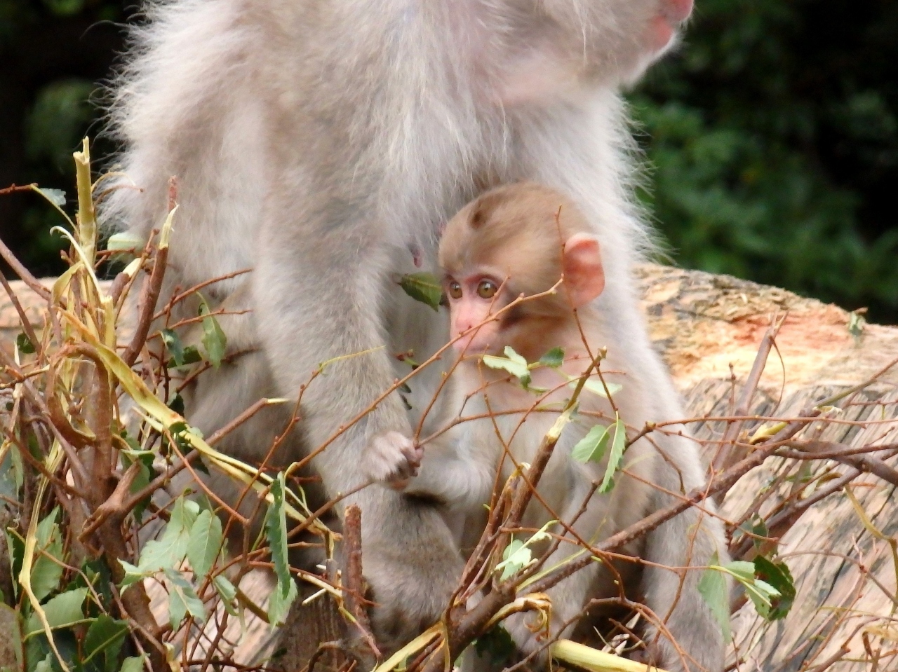 上野動物園 整理券