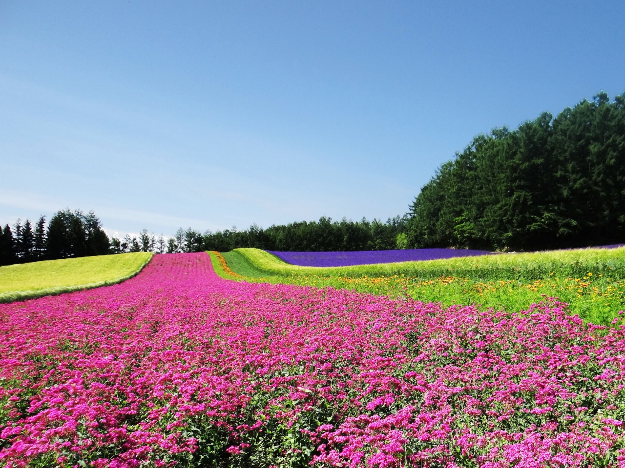 花の富良野 美瑛 I 中富良野 ファーム富田 北星山ラベンダー園 富良野 北海道 の旅行記 ブログ By Bunbunさん フォートラベル