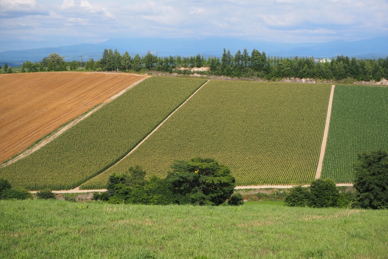 美瑛の丘をぐるぐる 美瑛 びえい 北海道 の旅行記 ブログ By メープルandショコラさん フォートラベル