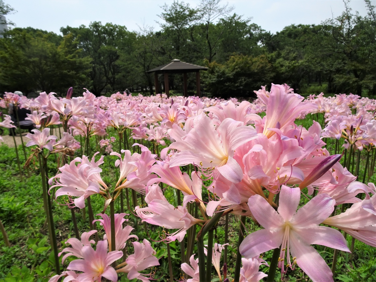 暑さを忘れて 万博記念公園の ナツズイセン を堪能 吹田 万博公園 大阪 の旅行記 ブログ By Yokoさん フォートラベル