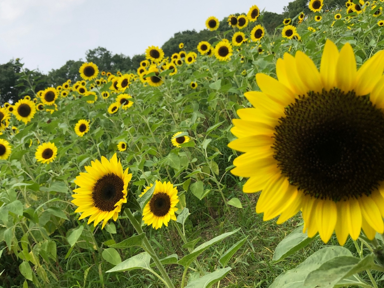 馬見丘陵公園てくてく旅行 ひまわりとコキア畑をお散歩 ひとり旅編 奈良県の旅行記 ブログ By くうちゃんさん フォートラベル