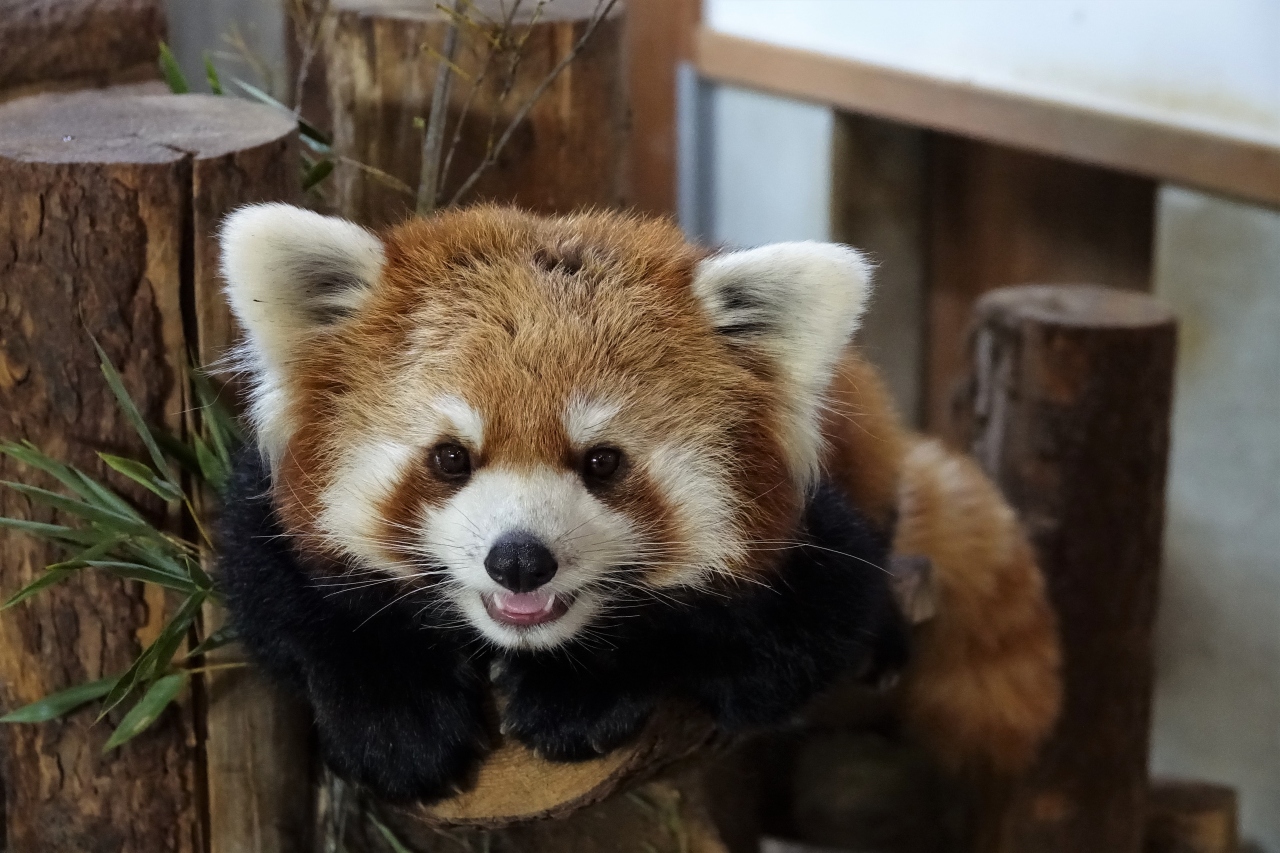 茶臼山動物園 ミルクちゃん お久しぶり 今年も行けた茶臼山ナイトズー 東山動植物園の建設中新レサパン舎偵察 篠ノ井 長野県 の旅行記 ブログ By Jilllucaさん フォートラベル