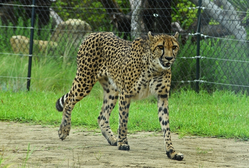 千葉 動物 公園