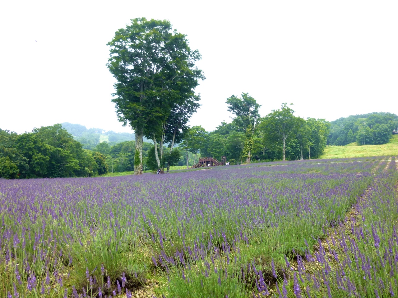 たんばらラベンダーパークで今年の夏 沼田 群馬県 の旅行記 ブログ By くうさん フォートラベル