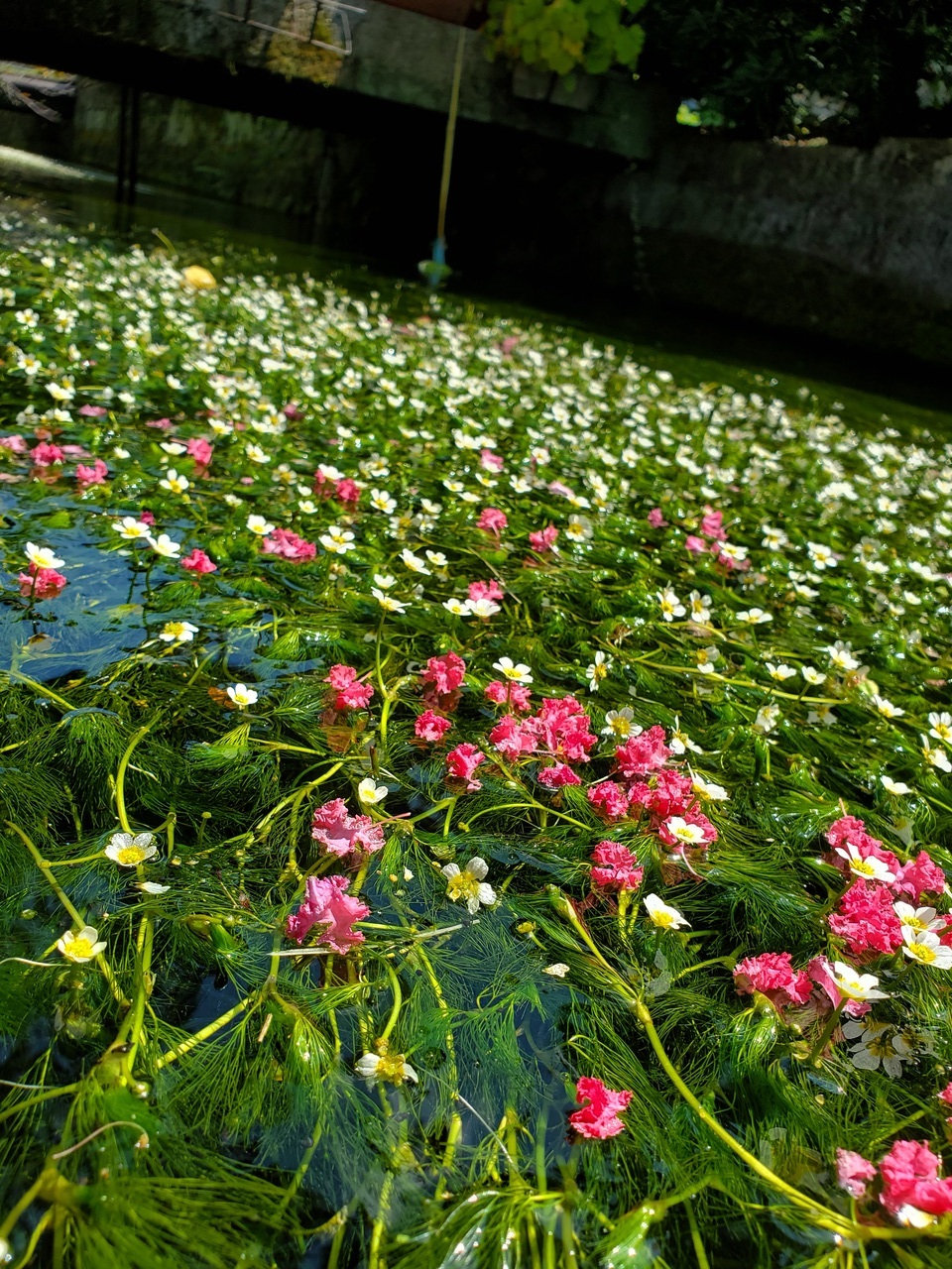 湧水の妖精 梅花藻 で 涼しさと癒やしの時間 ﾟ ﾟ 米原 滋賀県 の旅行記 ブログ By Yokoさん フォートラベル