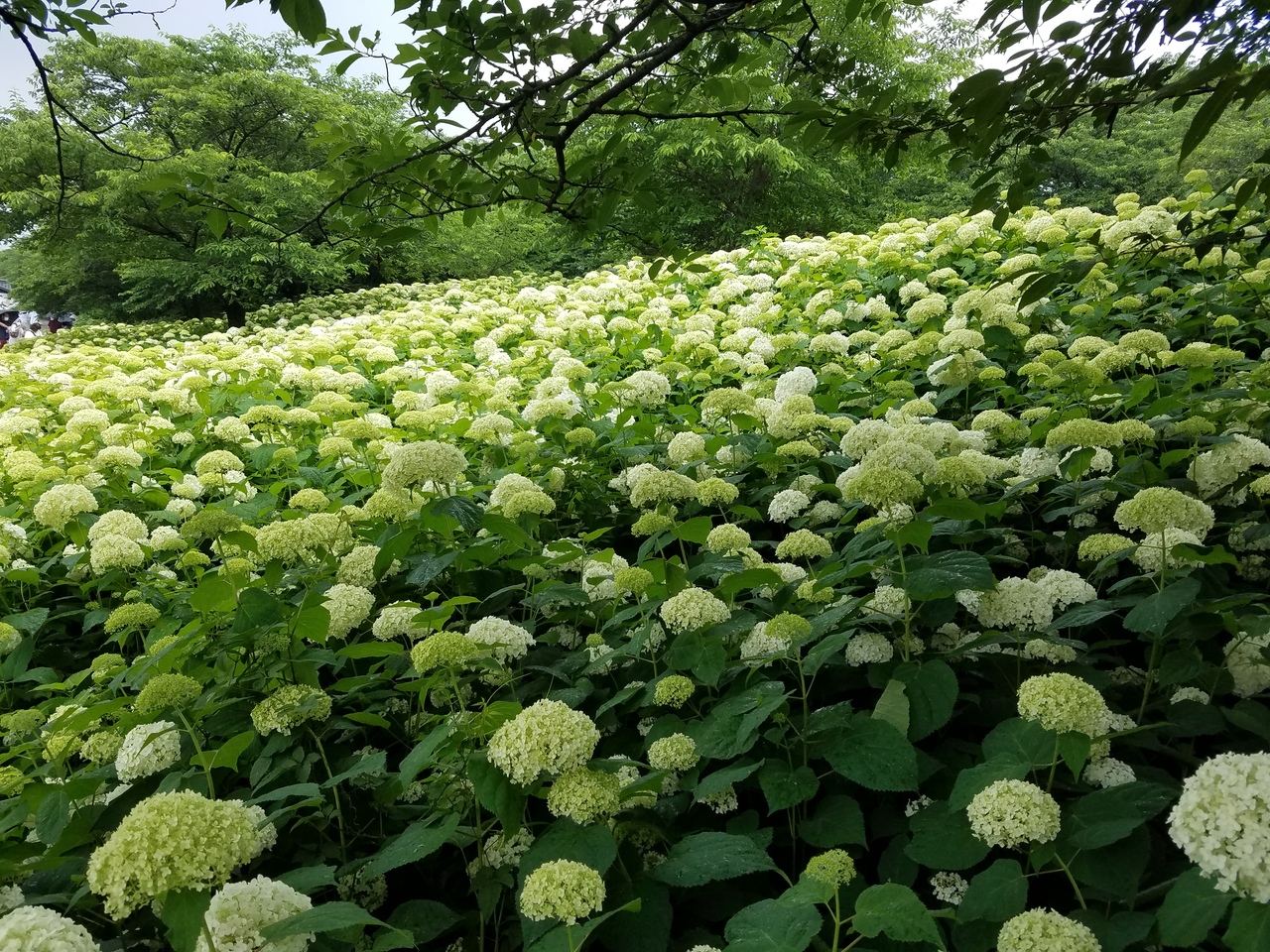 権現堂の一面に咲き誇る白い紫陽花 幸手 久喜 栗橋 埼玉県 の旅行記 ブログ By Yamaneさん フォートラベル