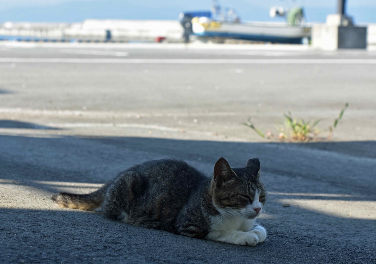 10年ぶりの田代島 初めての網地島めぐり その3 牡鹿半島 宮城県 の旅行記 ブログ By 湘南本多さん フォートラベル 10年ぶりの田代島 初めての網地島めぐり その3 牡鹿半島 宮城県 の旅行記 ブログ By 湘南本多さん フォートラベル