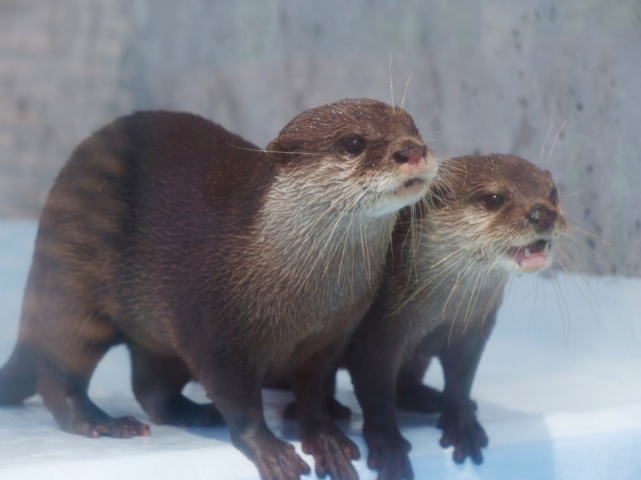 油壺マリンパークのカワウソに出会う 三浦半島ぐるり旅 三浦海岸 三崎 神奈川県 の旅行記 ブログ By Moeさん フォートラベル 油壺マリンパークのカワウソに出会う 三浦半島ぐるり旅 三浦海岸 三崎 神奈川県 の旅行記 ブログ By Moeさん フォートラベル