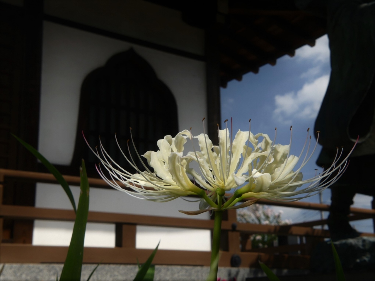 常楽寺 の残暑の花 2 白いヒガンバナは見頃過ぎ 赤は数輪 群馬県 太田市 太田 群馬県 の旅行記 ブログ By Minamicazeさん フォートラベル