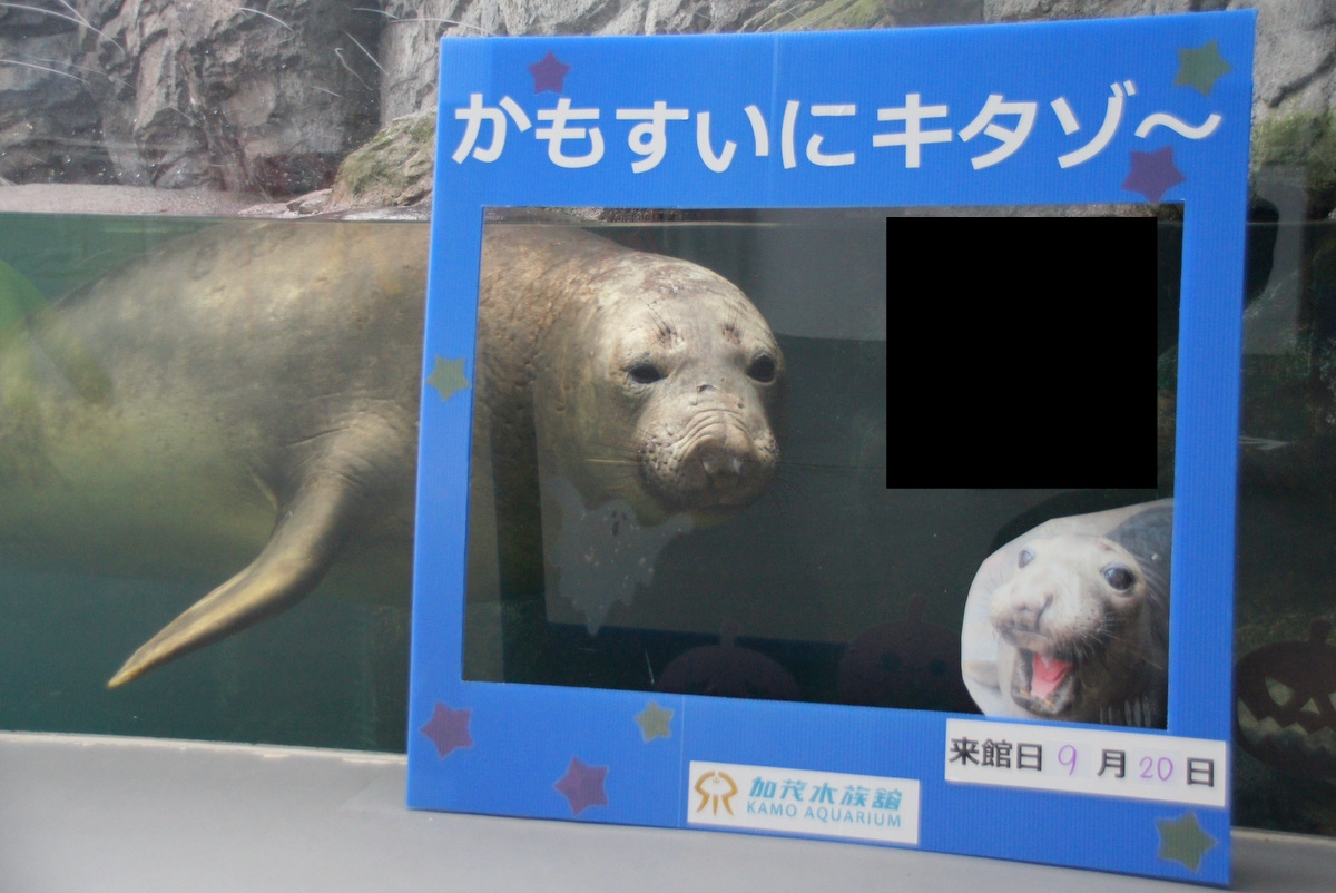 クラゲの水族館でキタゾウアザラシに会ってきたお話 3 アシカとアザラシの部 鶴岡 山形県 の旅行記 ブログ By しろんさん フォートラベル クラゲの水族館でキタゾウアザラシに会ってきたお話 3 アシカとアザラシの部 鶴岡 山形県 の旅行記 ブログ By しろんさん フォートラベル
