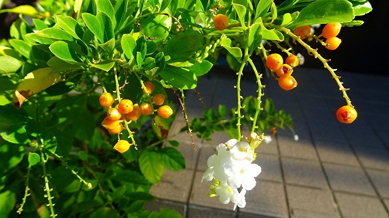 連休最終日は残暑の昆陽南公園へ その６ 伊丹 兵庫県 の旅行記 ブログ By Hn11さん フォートラベル