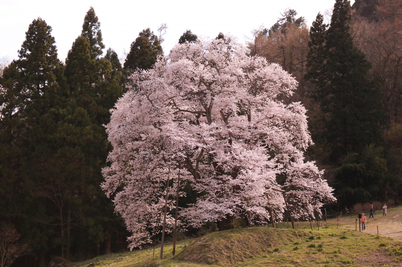 女神山 秋山の駒ザクラ 紅枝垂地蔵ザクラ 伊達 川俣 福島県 の旅行記 ブログ By さんまさん フォートラベル 女神山 秋山の駒ザクラ 紅枝垂地蔵ザクラ 伊達 川俣 福島県 の旅行記 ブログ By さんまさん フォートラベル