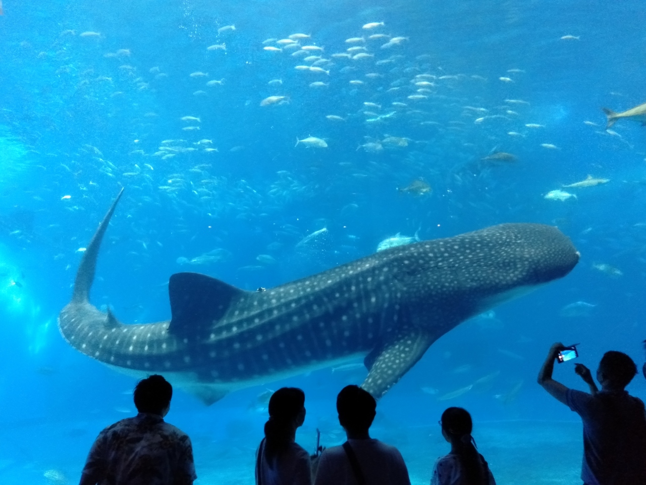 もうすぐ都民も利用できる 勝手にgotoトラベル 沖縄 那覇 本部へ 美ら海水族館でジンベイザメに出会えた 美ら海 本部 今帰仁 沖縄県 の旅行記 ブログ By Supermanさん フォートラベル