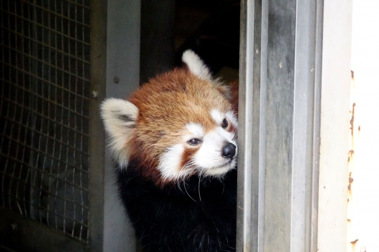 上野動物園 江戸川区自然動物園 3年8ヶ月ぶりの上野パンダは7ヶ月ぶりのカリンちゃんとルカちゃん 上野 相変わらずお美しい遊遊さん 江戸川 葛西 東京 の旅行記 ブログ By Jilllucaさん フォートラベル 上野動物園 江戸川区自然動物園 3年8ヶ月ぶりの上野パンダは7ヶ月ぶりのカリンちゃんとルカちゃん 上野 相変わらずお美しい遊遊さん 江戸川 葛西 東京 の旅行記 ブログ By Jilllucaさん フォートラベル