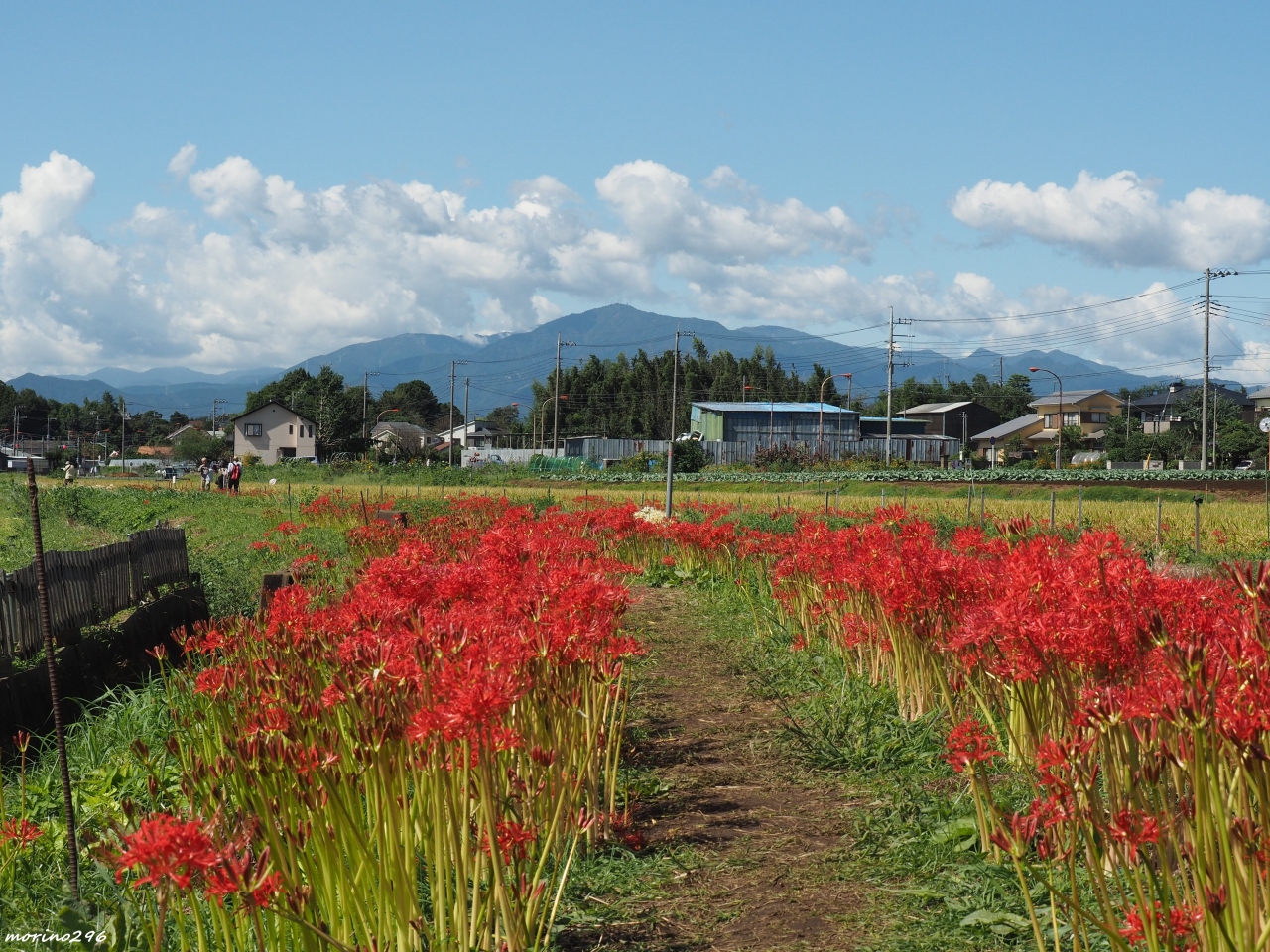 年 小出川の彼岸花 藤沢 江ノ島 神奈川県 の旅行記 ブログ By Morino296さん フォートラベル 年 小出川の彼岸花 藤沢 江ノ島 神奈川県 の旅行記 ブログ By Morino296さん フォートラベル