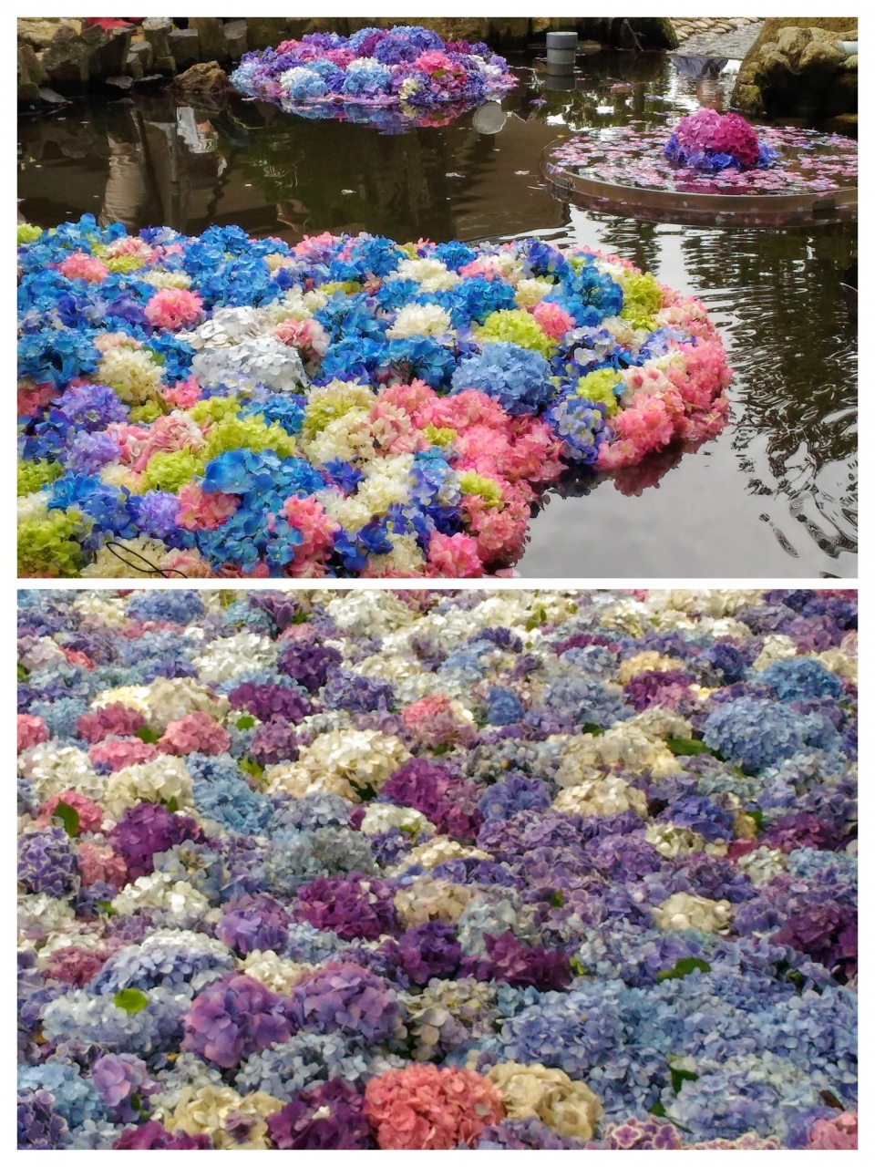 新作 あじさい水中花 雨引観音 桜川 茨城県 の旅行記 ブログ By ぷるネェさん フォートラベル 新作 あじさい水中花 雨引観音 桜川 茨城県 の旅行記 ブログ By ぷるネェさん フォートラベル