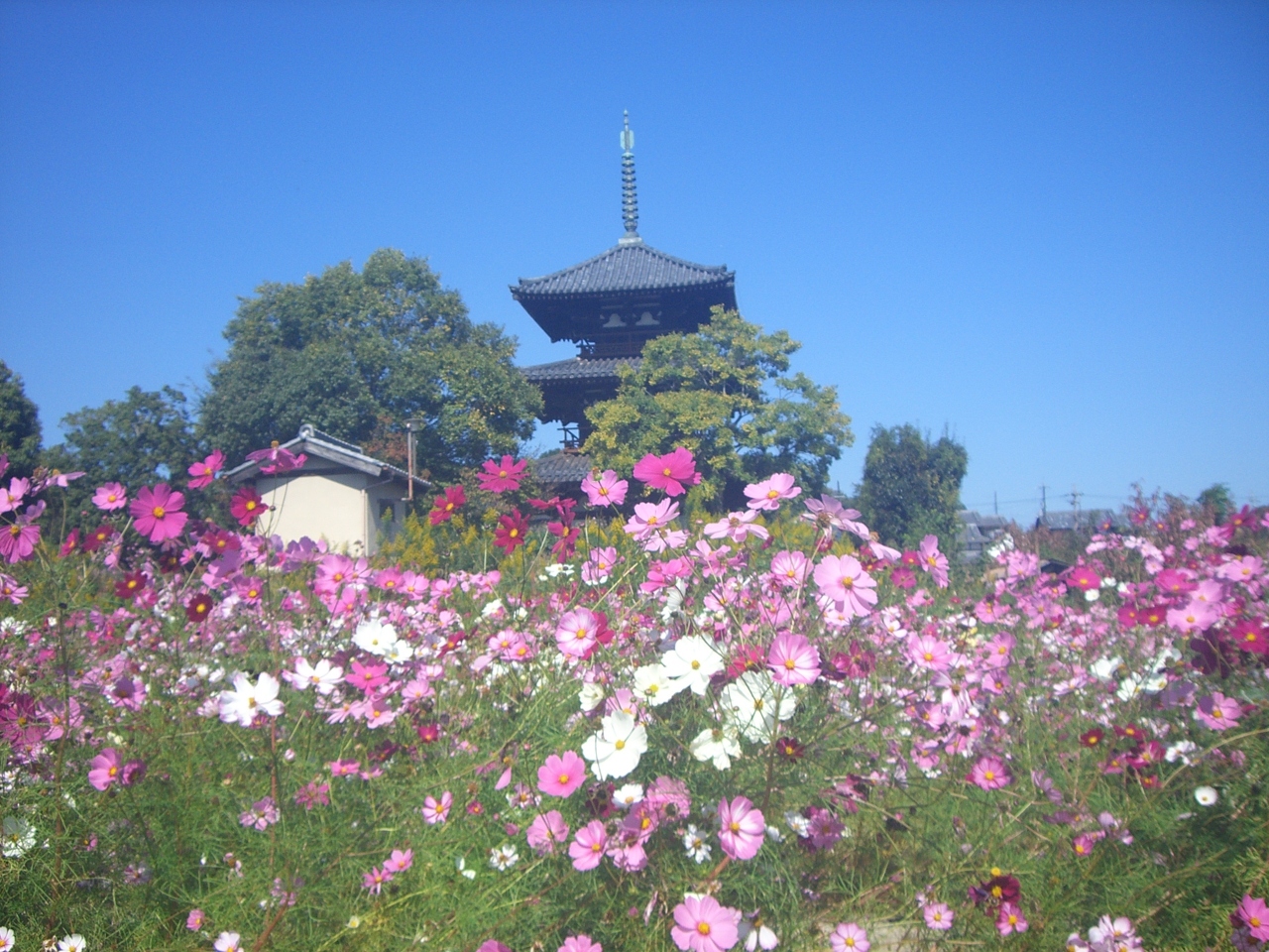 コスモスの斑鳩 奈良15秋 斑鳩 法隆寺周辺 奈良県 の旅行記 ブログ By ちゃまちゃまさん フォートラベル