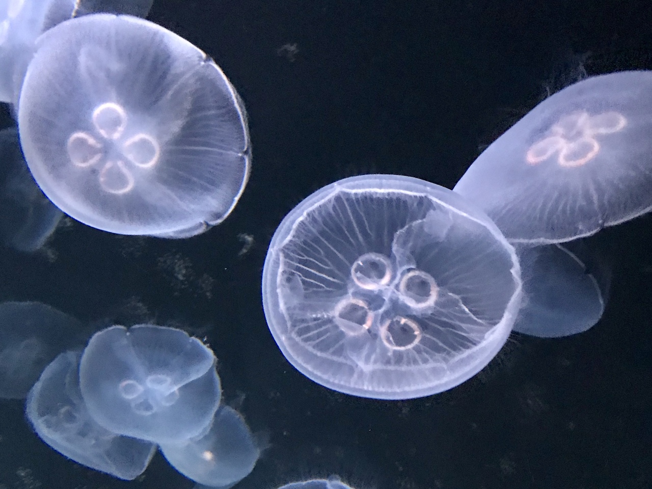 年9月 池袋サンシャイン水族館 サンシャインシティ 池袋 東京 の旅行記 ブログ By Wiruさん フォートラベル