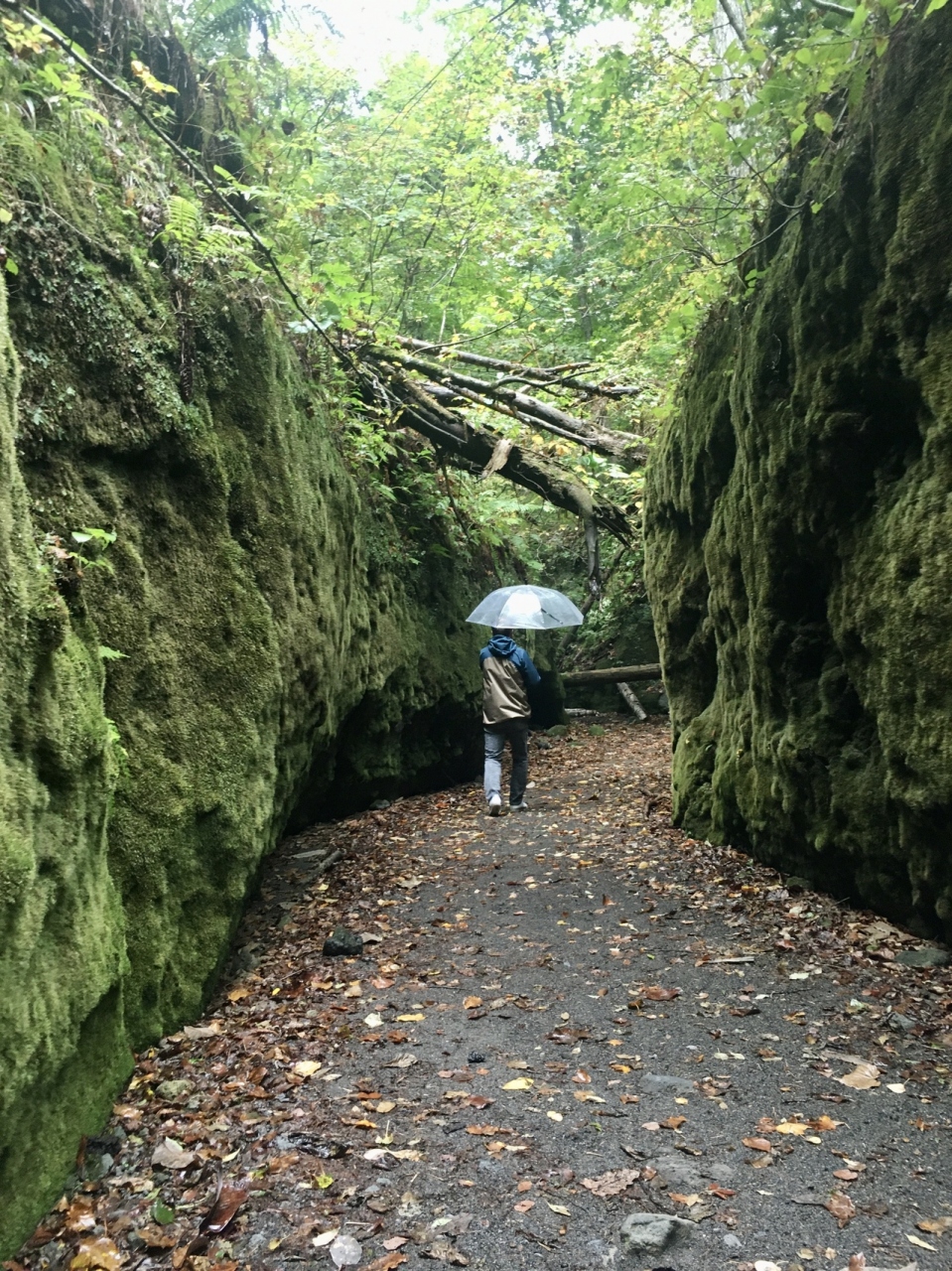 苔 の 洞門 幽玄 苔の回廊
