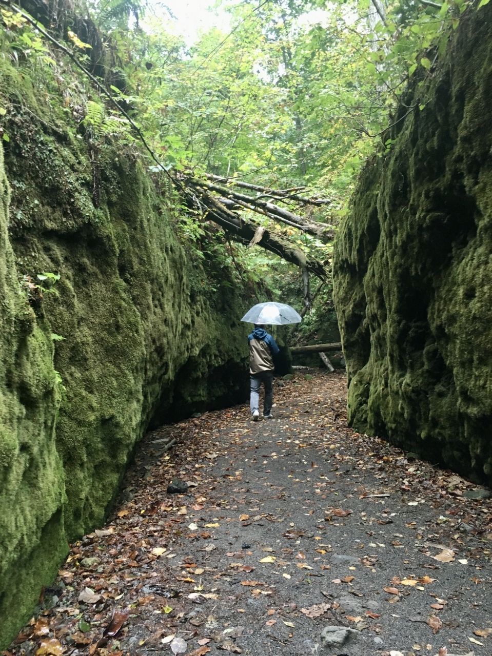 苔 の 洞門 幽玄 苔の回廊 苔 の 洞門 幽玄 苔の回廊