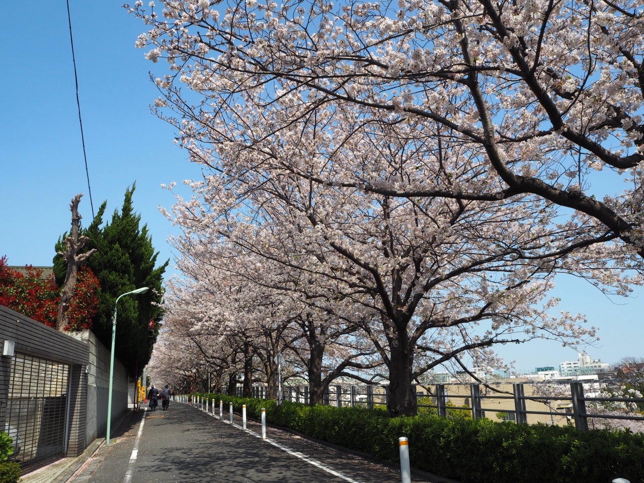 大田区 世田谷区 桜名所巡り 田園調布 東京 の旅行記 ブログ By Yamyamさん フォートラベル
