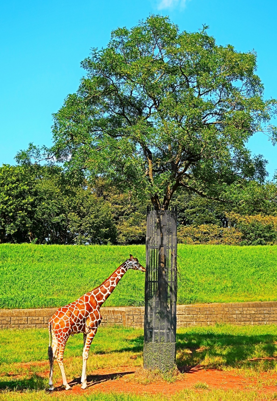千葉市動物公園 4 草原ゾーン キリン ゾウ シマウマ カンガルー チーターは見逃し 千葉市 千葉県 の旅行記 ブログ By マキタン2さん フォートラベル 千葉市動物公園 4 草原ゾーン キリン ゾウ シマウマ カンガルー チーターは見逃し 千葉市 千葉県 の旅行記 ブログ By マキタン2さん フォートラベル