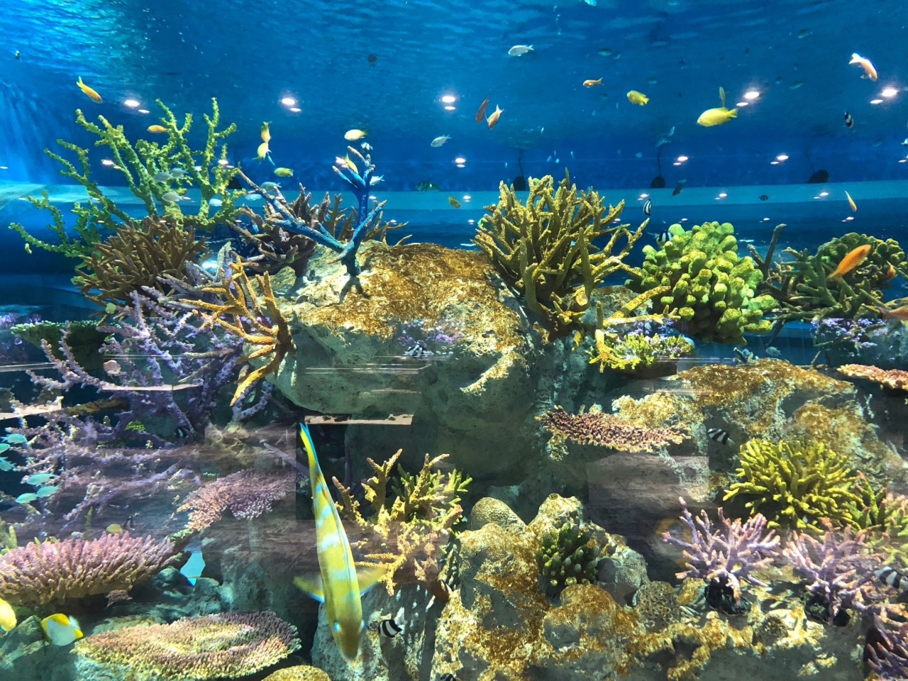 10 名護市グルメ 古宇利島観光 Dmmかりゆし水族館 名護 沖縄県 の旅行記 ブログ By みふぁそらさん フォートラベル