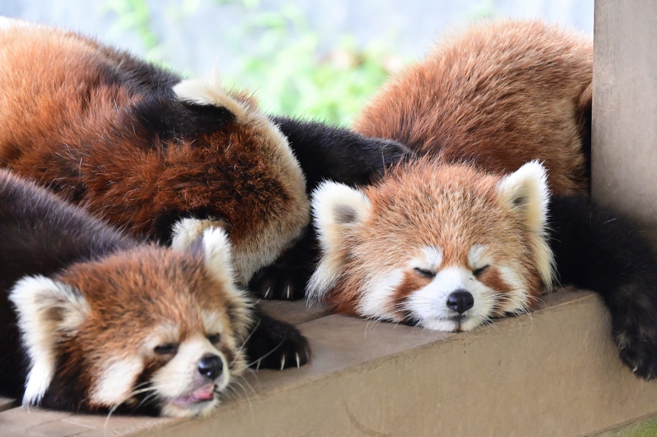 レッサーパンダはかわゆい 鯖江市西山動物園 武生 鯖江 福井県 の旅行記 ブログ By トットさん フォートラベル