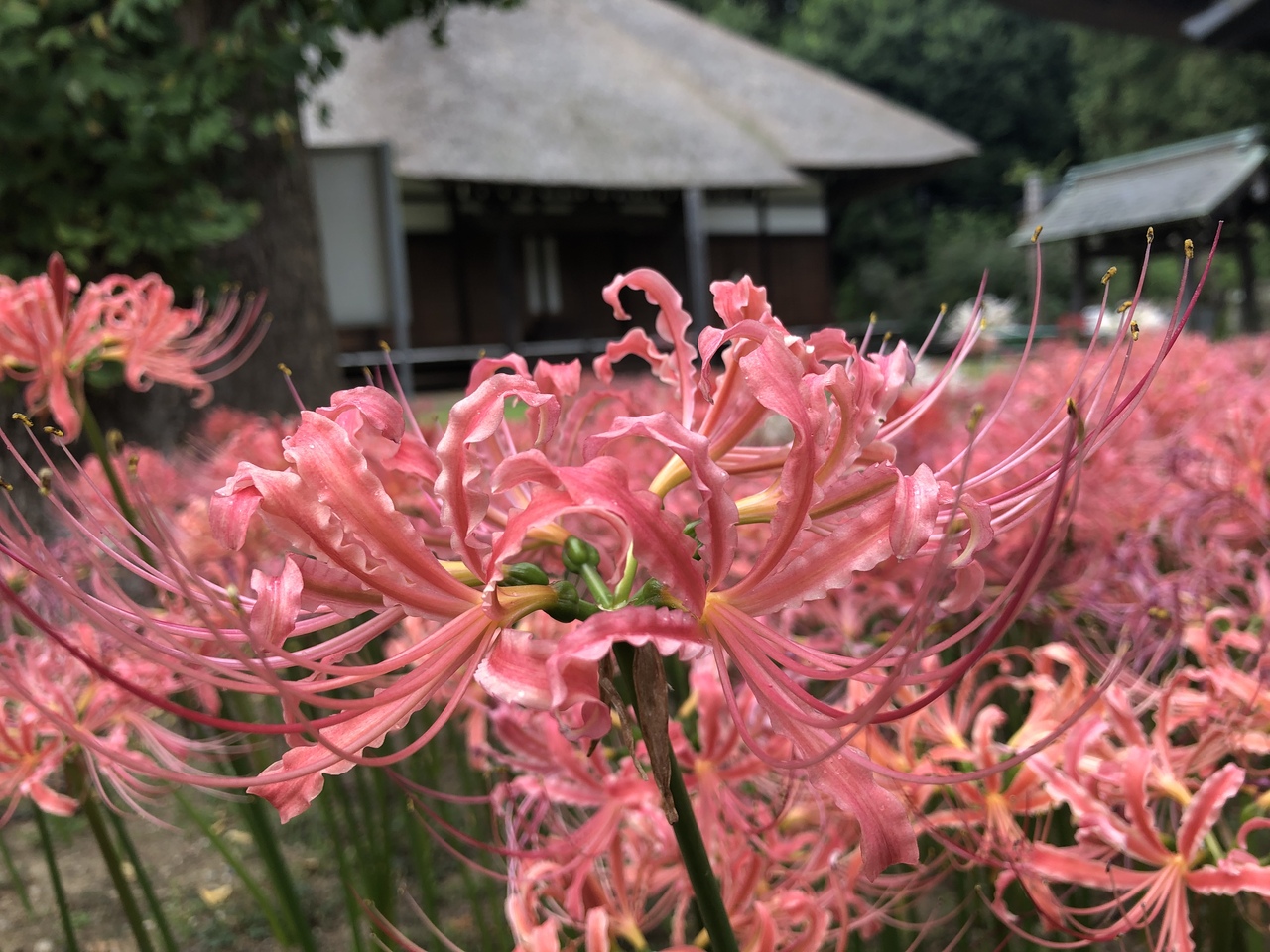 彼岸花の西方寺と中華街のゴッドハンドの鍼治療院 港北 長津田 青葉 神奈川県 の旅行記 ブログ By アルカロイド ダリルさん フォートラベル 彼岸花の西方寺と中華街のゴッドハンドの鍼治療院 港北 長津田 青葉 神奈川県 の旅行記 ブログ By アルカロイド ダリルさん フォートラベル