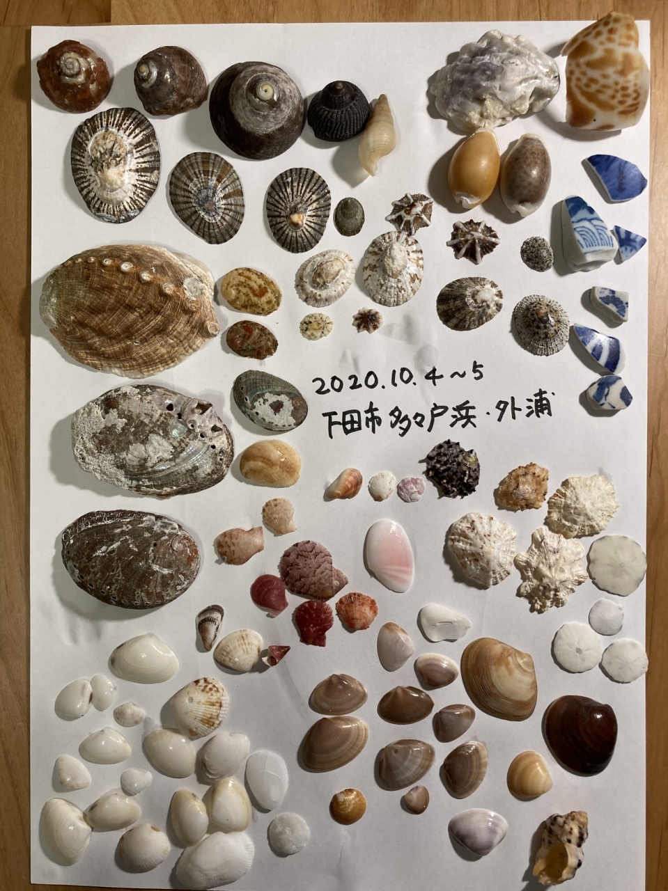 伊豆の海で拾った大きい巻貝 【公式通販】