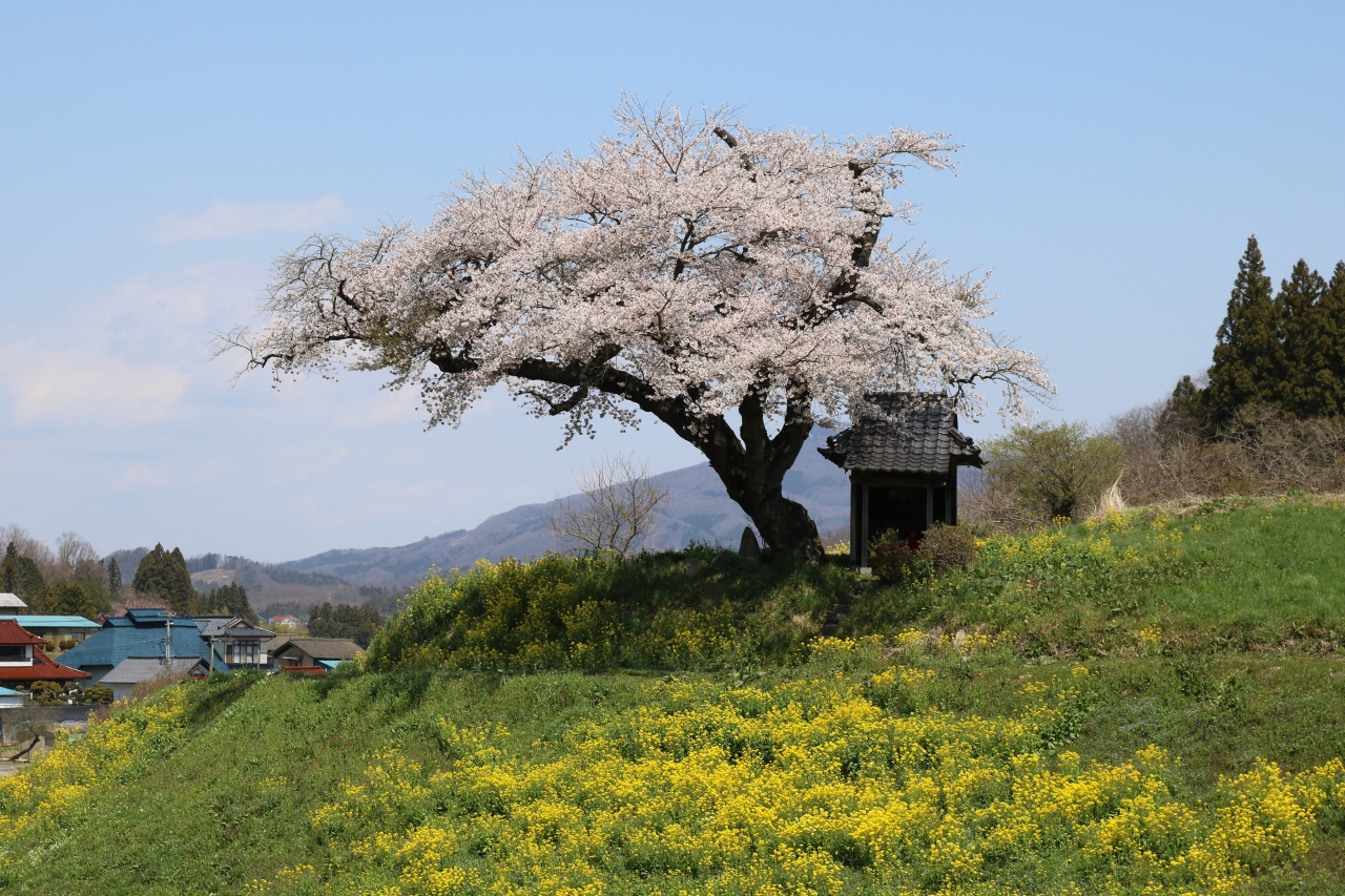 小沢の桜 弁天桜 永泉寺の桜 夏井千本桜 田村 船引 福島県 の旅行記 ブログ By さんまさん フォートラベル