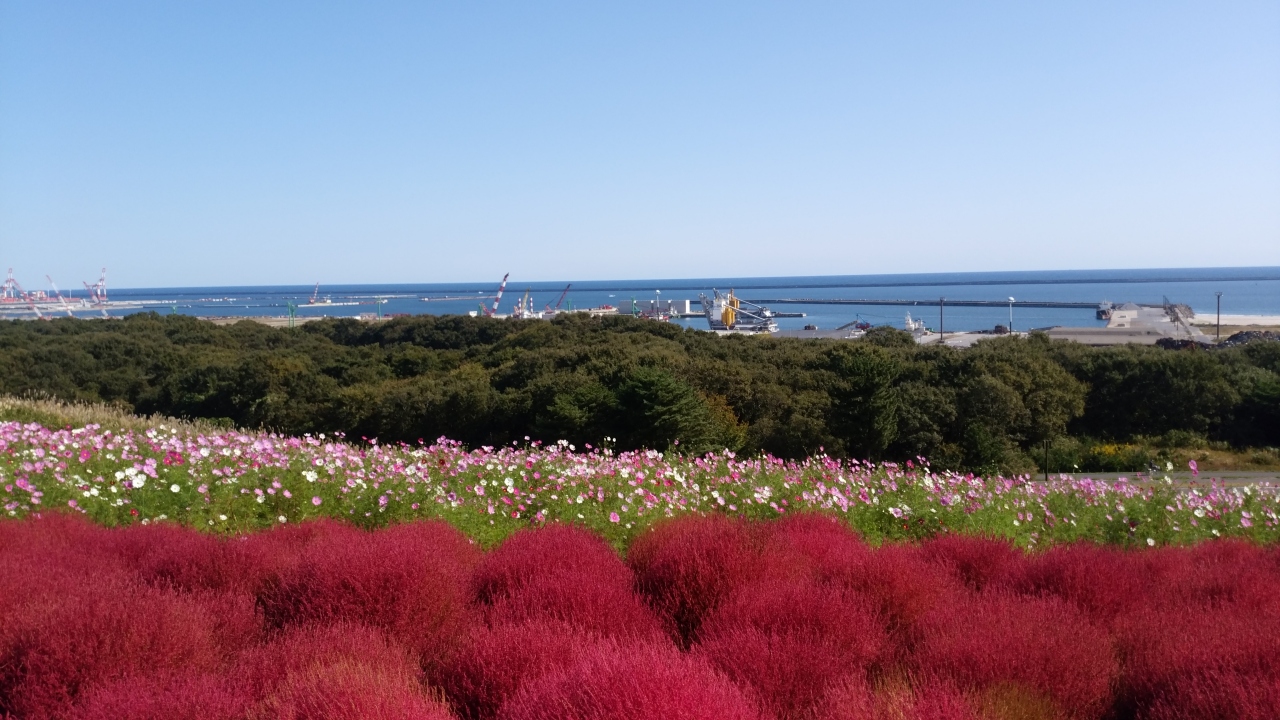 18年 ひたち海浜公園 コキアカーニバル ひたちなか 茨城県 の旅行記 ブログ By Hito27yasumiさん フォートラベル 18年 ひたち海浜公園 コキアカーニバル ひたちなか 茨城県 の旅行記 ブログ By Hito27yasumiさん フォートラベル