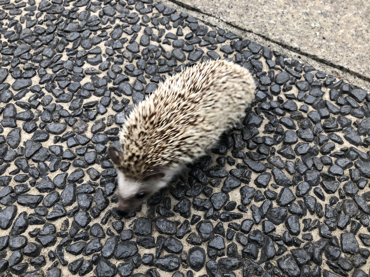 横浜にはハリネズミが散歩 と牡蠣のフルコースランチ堪能の ベイエリア 横浜 神奈川県 の旅行記 ブログ By アルカロイド ダリルさん フォートラベル