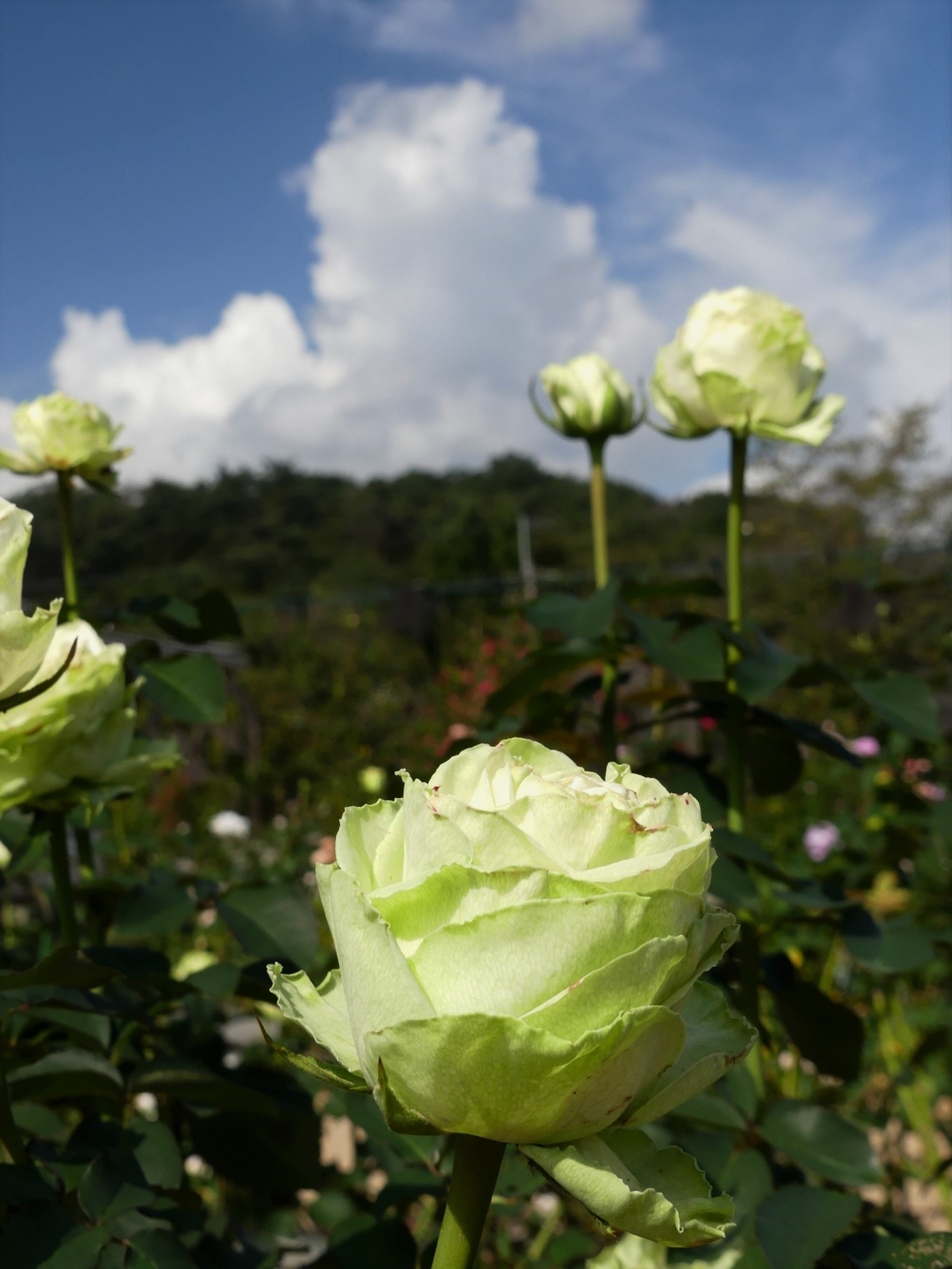あしかがフラワーパーク の秋バラ 見頃過ぎ いや 綺麗な花が咲いてます 足利市 足利 栃木県 の旅行記 ブログ By Minamicazeさん フォートラベル あしかがフラワーパーク の秋バラ 見頃過ぎ いや 綺麗な花が咲いてます 足利市 足利 栃木県 の旅行記 ブログ By Minamicazeさん フォートラベル