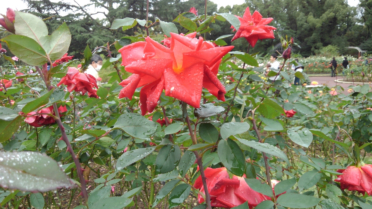 京都植物園の四季 その8 コスモスと秋のバラ 今出川 北大路 北野 京都 の旅行記 ブログ By ふくろうの旅人さん フォートラベル