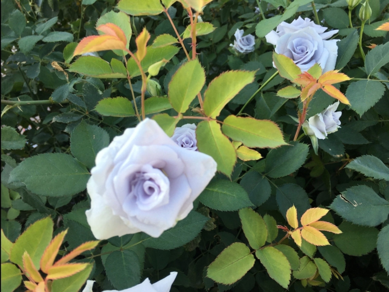 秋バラを楽しむ 花フェスタ記念公園 可児 岐阜県 の旅行記 ブログ By ハートネッツさん フォートラベル