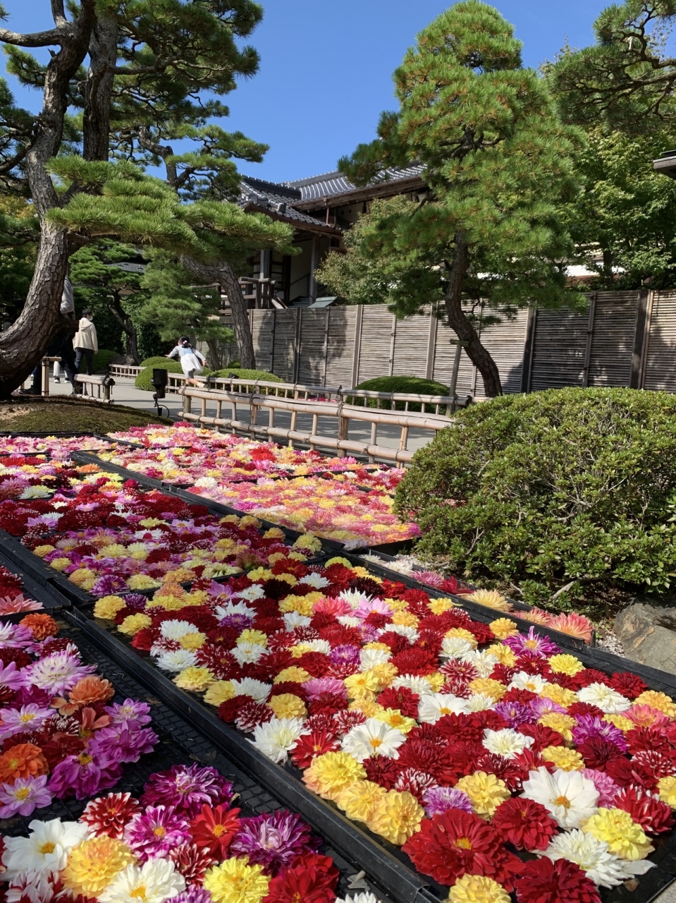 山陰ドライブ旅行 その１ 境港 大根島 由志園 江島大橋 足立美術館 皆生游月 安来 鷺の湯温泉 島根県 の旅行記 ブログ By みどり香さん フォートラベル