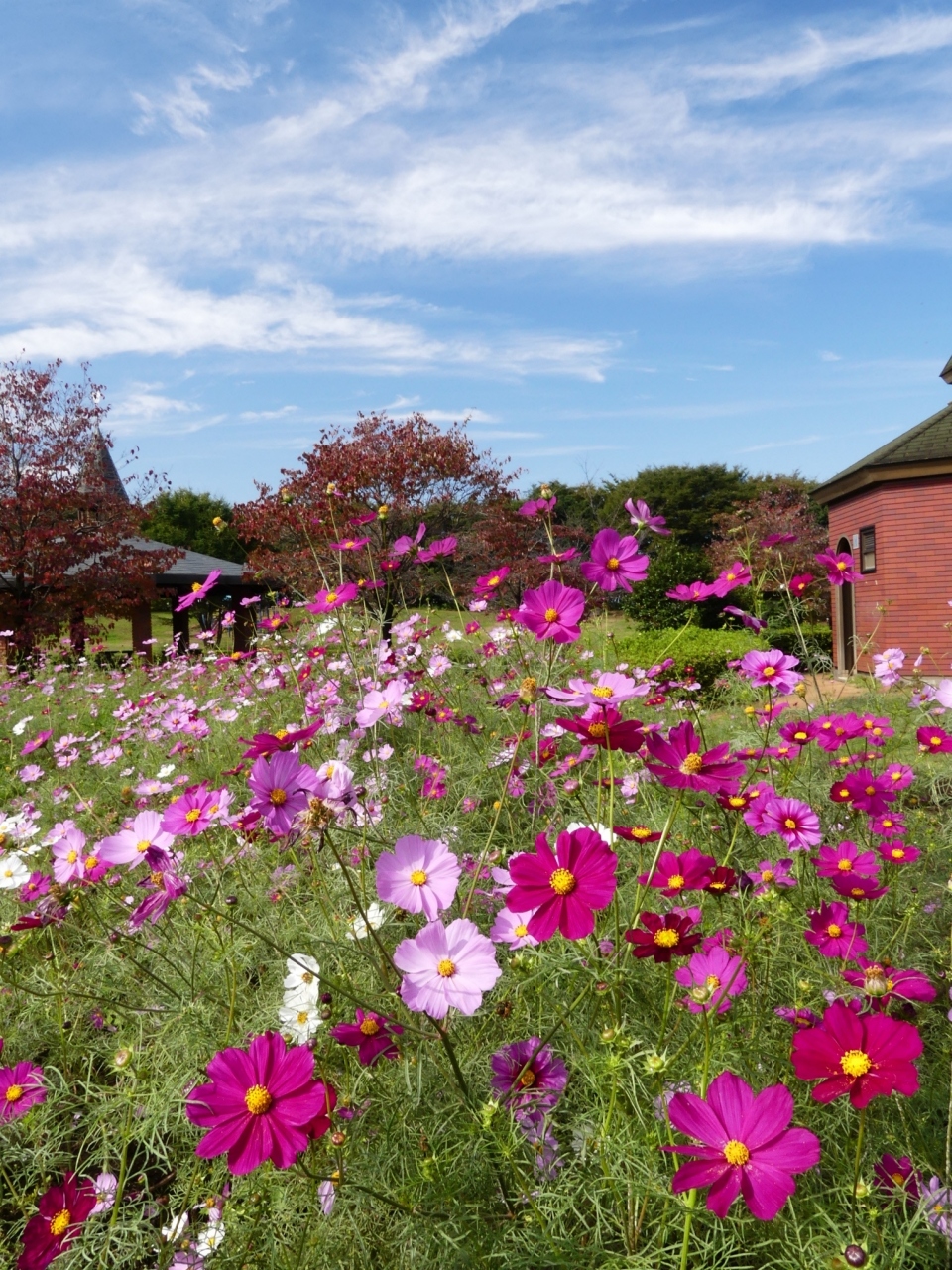 深谷グリーンパーク のコスモス 見頃終盤 今年は花が少ない 埼玉県 深谷市 深谷 寄居 埼玉県 の旅行記 ブログ By Minamicazeさん フォートラベル
